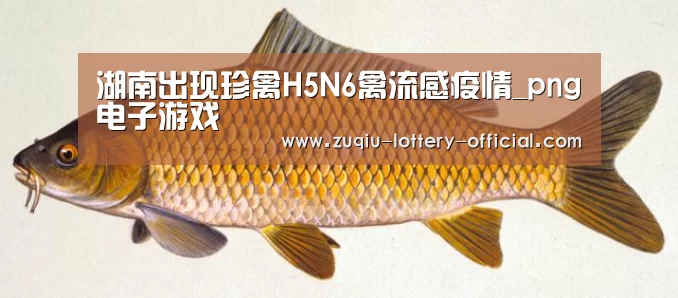 png电子游戏